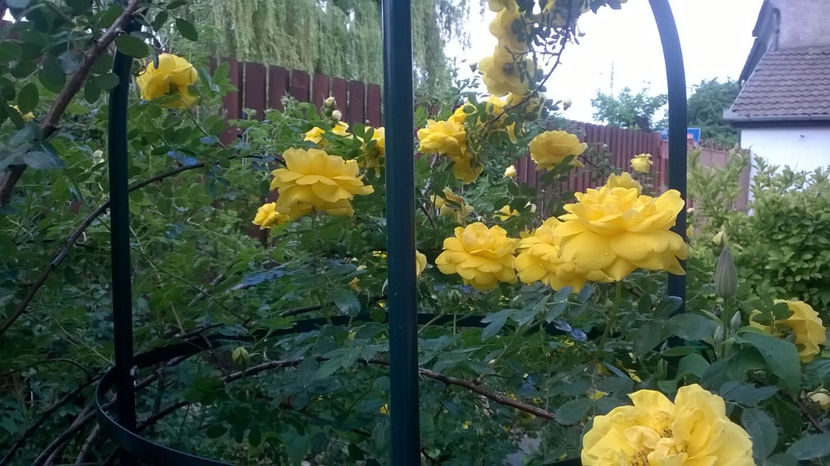  - Persian Yellow