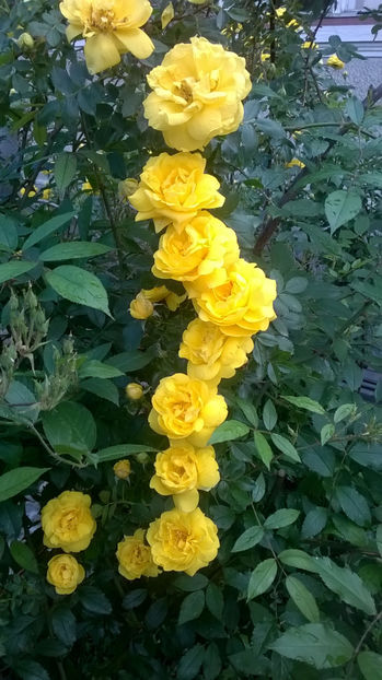  - Persian Yellow