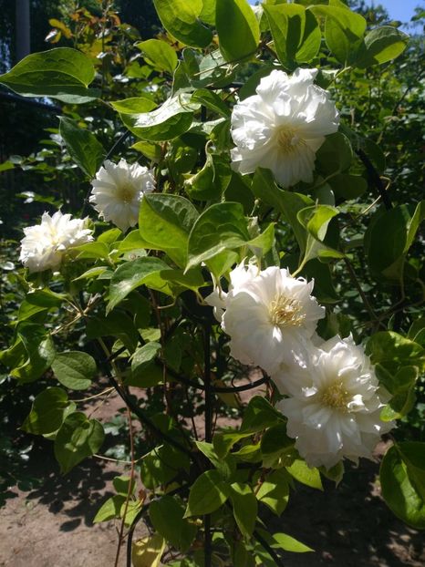 Clematis Duchess of Edinburgh - Flori 2018