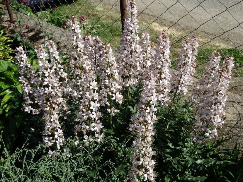  - Plante in gradina 2018