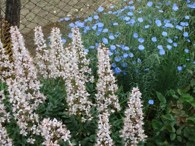  - Plante in gradina 2018