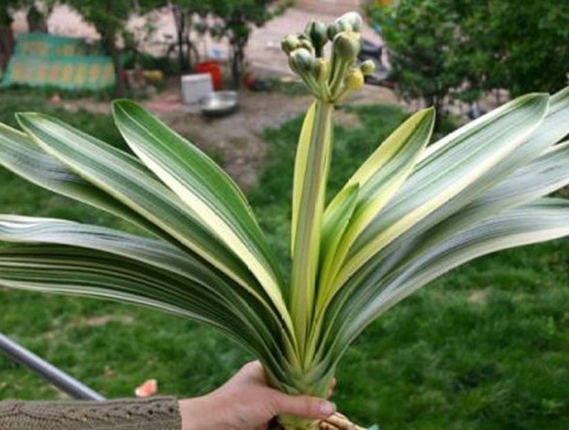 bfi1318569786u - Caut