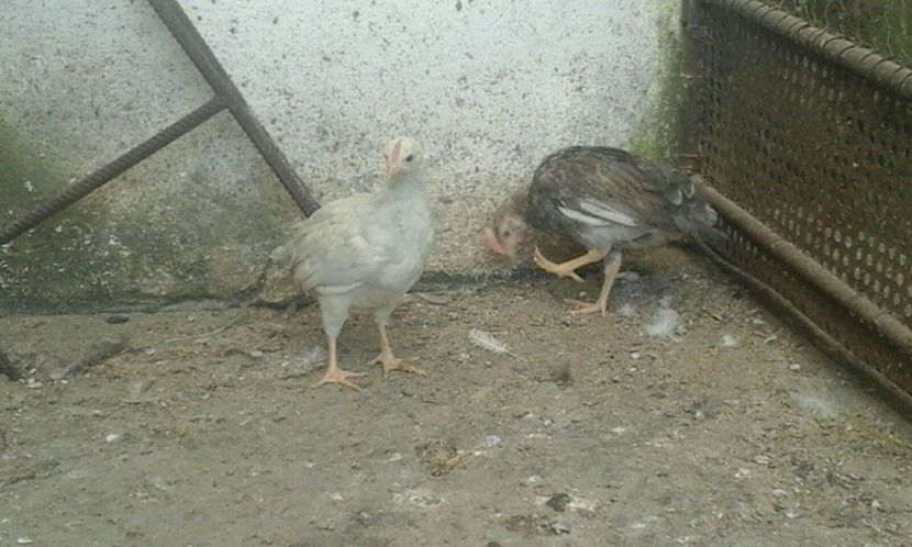 IMG-20180506-WA0005 - Pui 2018