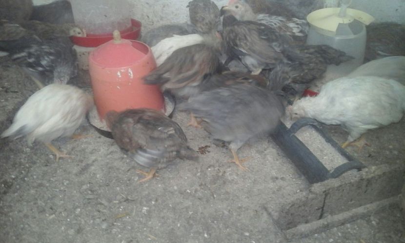 IMG-20180506-WA0001 - Pui 2018