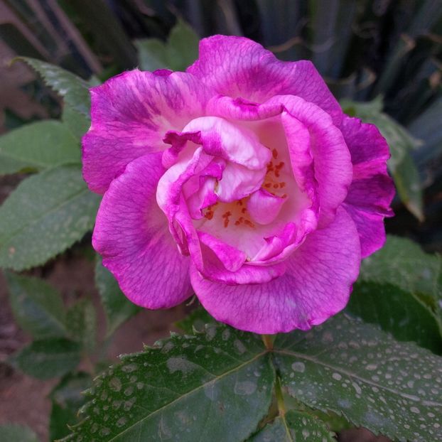 rhapsody in blue - gradina mai 2018