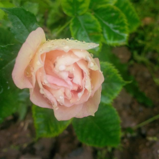 eyes for you - gradina mai 2018