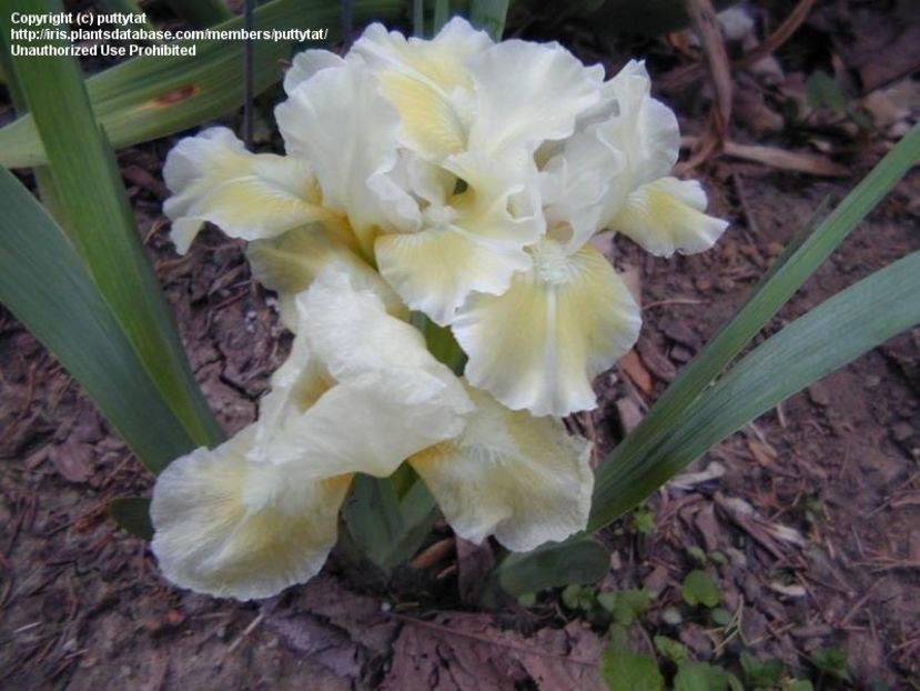 iris Lime-7lei - Irisi disponibili
