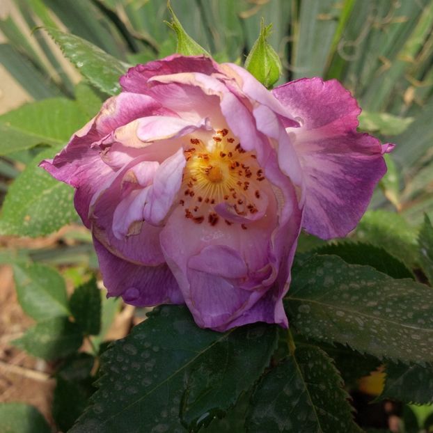 rhapsody in blue - gradina mai 2018