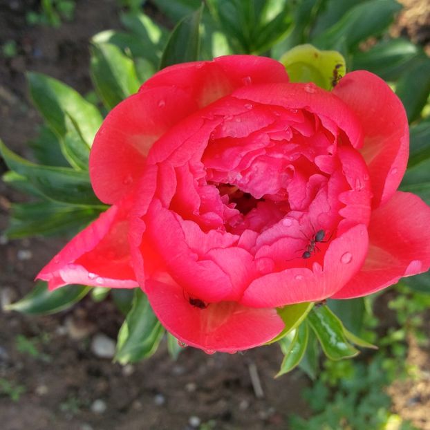 coral charm - gradina mai 2018