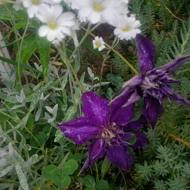 multi blue - gradina mai 2018