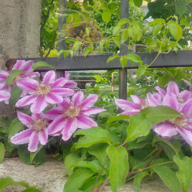 dr. ruppel - gradina mai 2018