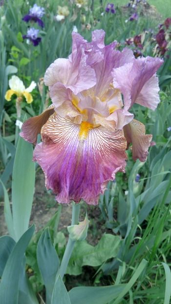 barocco - 2018 Iriși