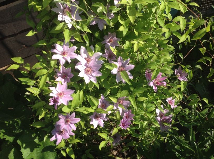 Nelly Moser - Clematis 2018