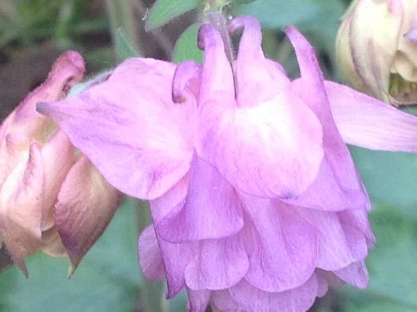  - Caldaruse Columbine