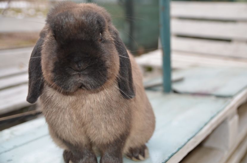  - 1 A A A A Iepuri pitici berbec 2018