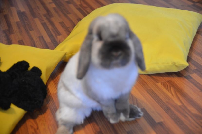  - 1 A A A A Iepuri pitici berbec 2018