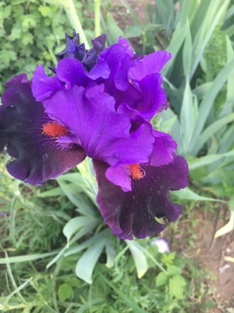 7631D862-AD86-43D9-A710-C6095428487C - Iriși 2018