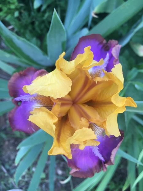 762E238A-1F82-43C1-A991-CF1CF2856016 - Iriși 2018