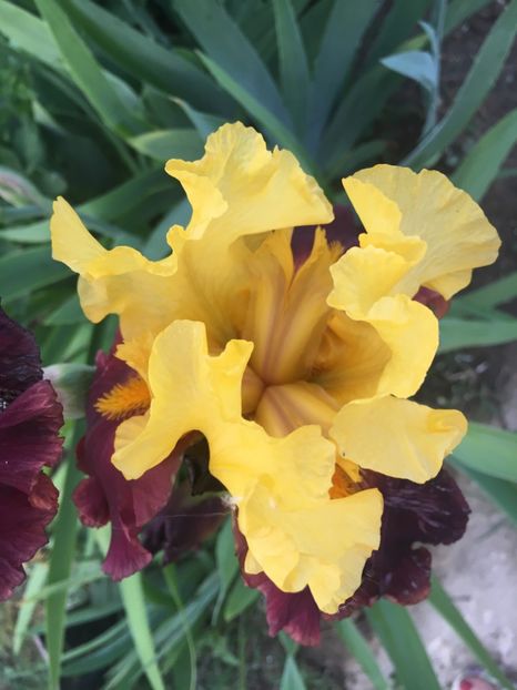 248B0CAF-4E51-40F0-BF27-01AF304CF3FE - Iriși 2018