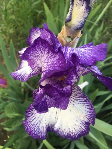 51ADFEB9-3847-4452-B100-ECEF0E78B892 - Iriși 2018