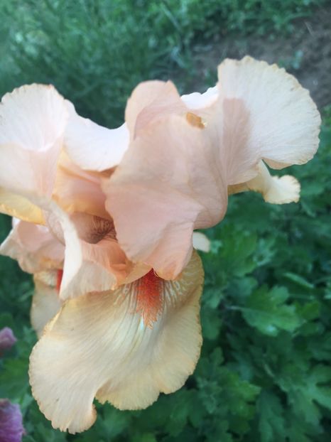 5EB74675-3134-47DD-9426-FA7AF81553B9 - Iriși 2018