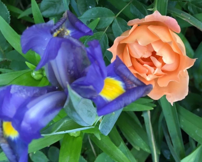 09A5B3D7-134D-4BDE-9740-164612C97AEF - Iriși 2018