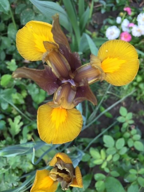 BBC88E47-AF14-4975-8B13-8FCC3A57506D - Iriși 2018