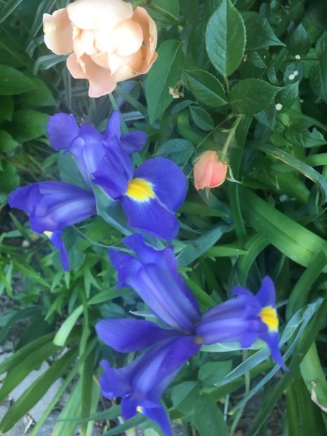 F17A9D07-1A89-48EF-9311-E08214650909 - Iriși 2018