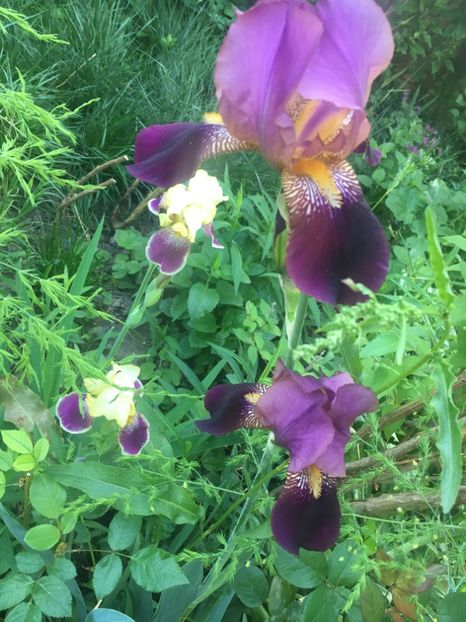 D25940E4-A12A-4630-A306-E5B0D8FA3D40 - Iriși 2018