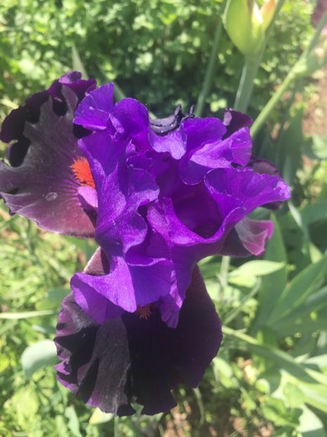 4810E581-5229-4FDD-A458-ADD2EBC6179F - Iriși 2018