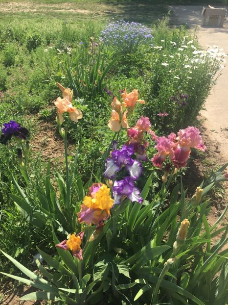 E924EB55-034E-47A7-8ECD-AF7B7F6A2271 - Iriși 2018