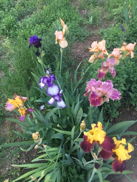 AFE525E6-BB36-4149-B5EF-1875B16DBA86 - Iriși 2018