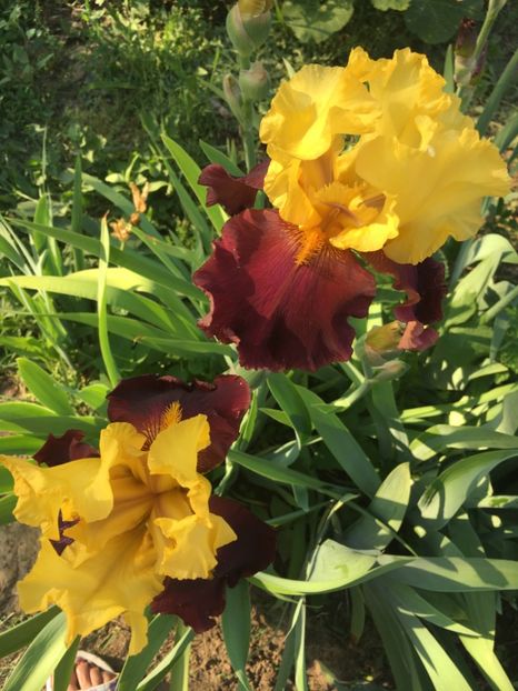 5CE7C971-2966-448B-A56F-C8CDF212826B - Iriși 2018