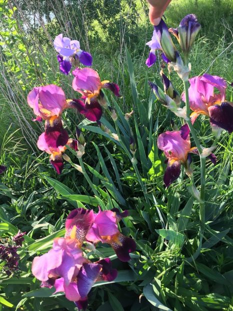 C84F614B-5551-43D0-9EB2-87719C6D1184 - Iriși 2018