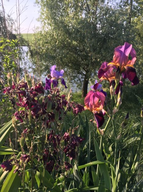 FE4E173A-6A9D-4B89-88D3-CBB088D61FAD - Iriși 2018