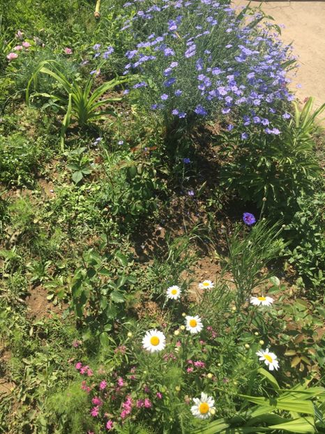 9C06243F-E543-48E0-B71B-66B7D51FF818 - Flori la balta 2018