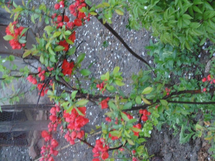  - 2018 Mai in asteptarea ploii!!