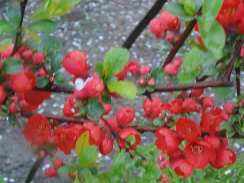  - 2018 Mai in asteptarea ploii!!