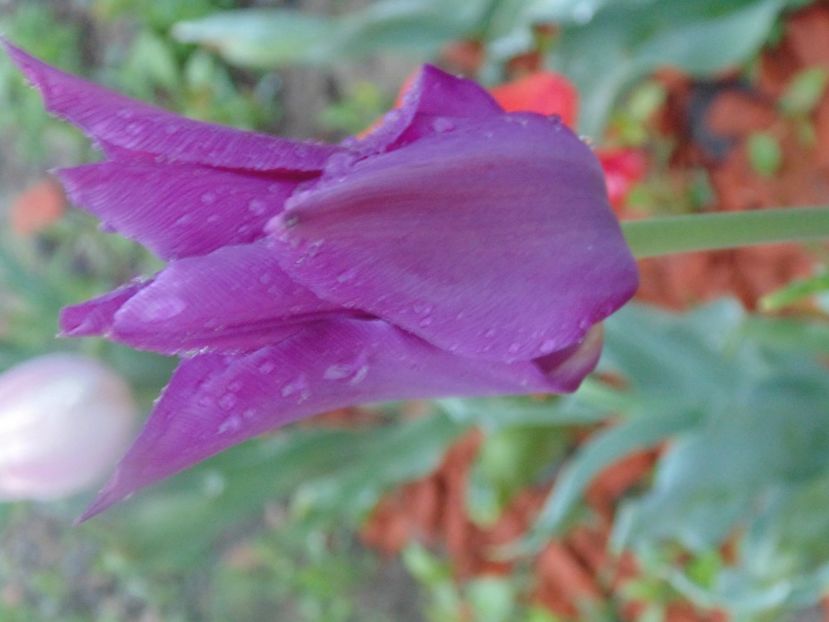  - 2018 Mai in asteptarea ploii!!