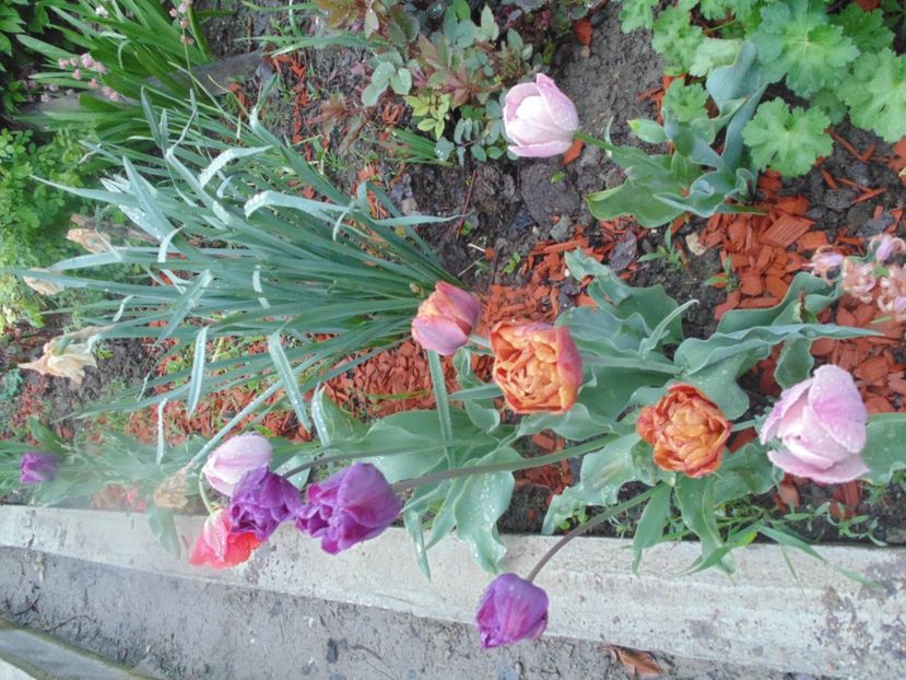  - 2018 Mai in asteptarea ploii!!