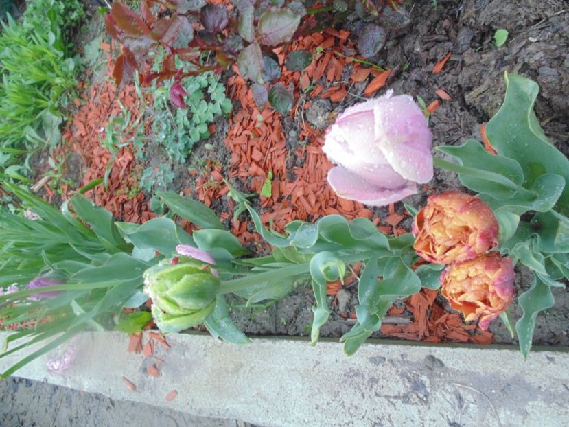  - 2018 Mai in asteptarea ploii!!