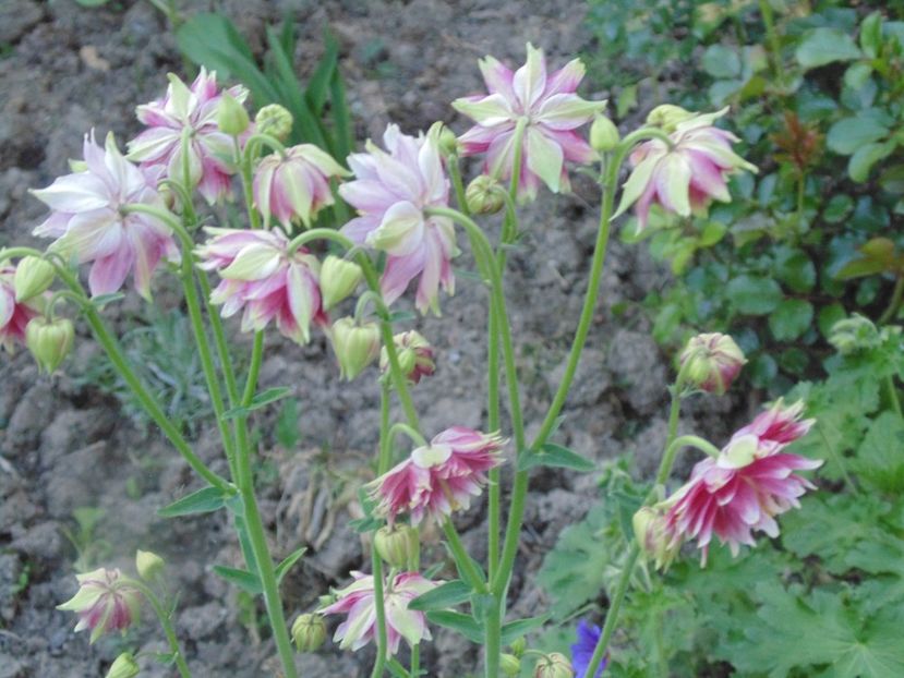  - 2018 Mai in asteptarea ploii!!