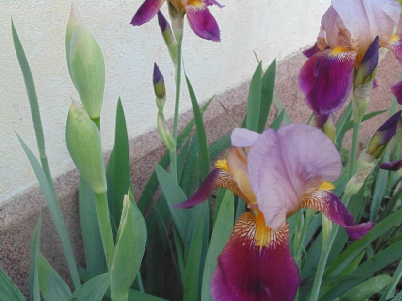  - 2018 Mai in asteptarea ploii!!