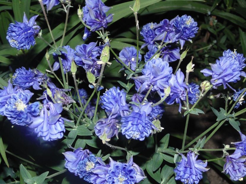  - 2018 Mai in asteptarea ploii!!