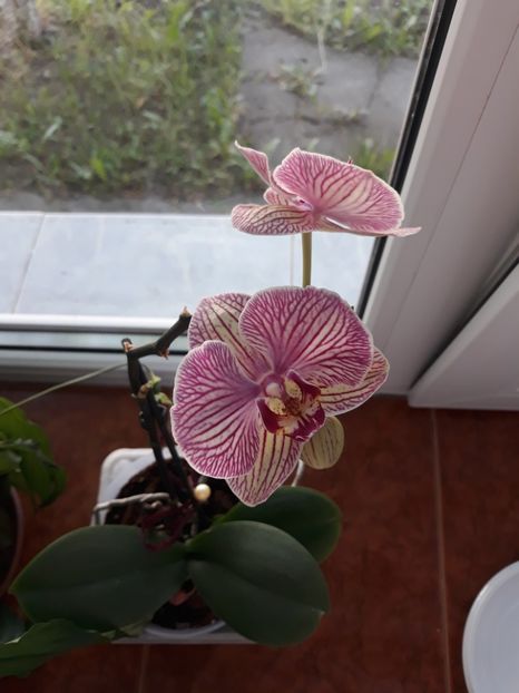 Mini phalaenopsis - Infloricioase 2018 - 2019