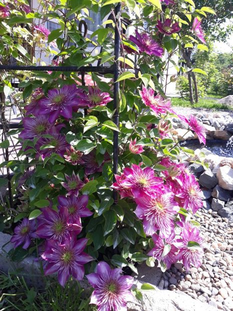  - 2018 clematis