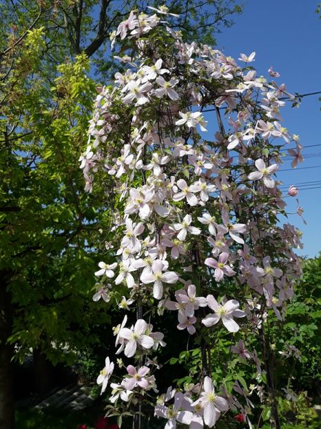  - 2018 clematis