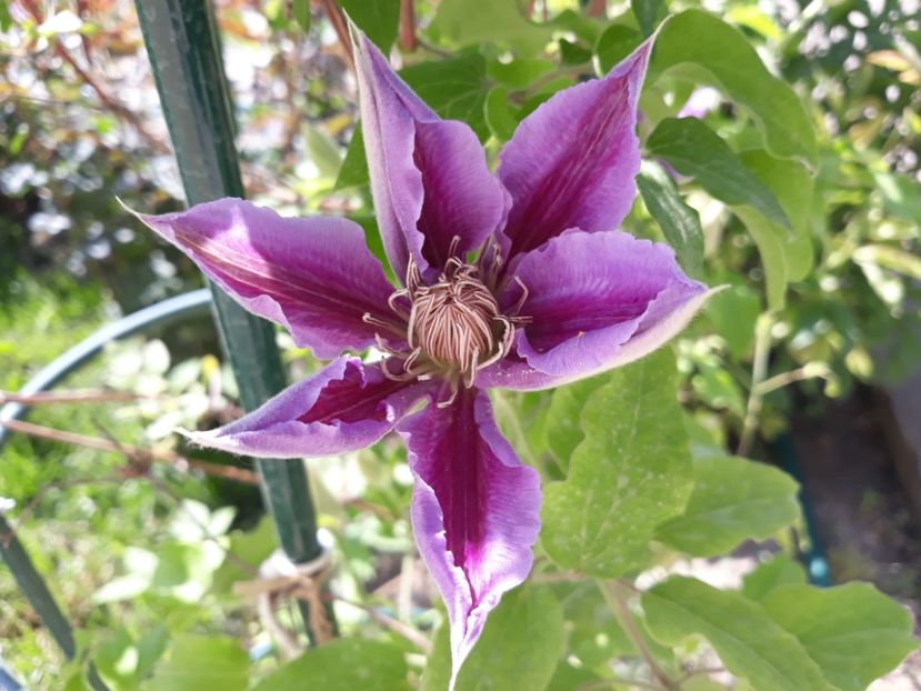  - 2018 clematis