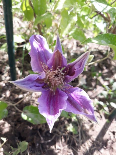  - 2018 clematis