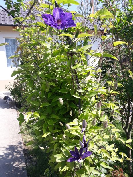  - 2018 clematis